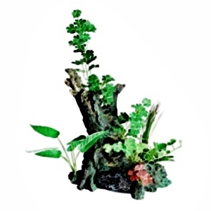 Mini Branch XI