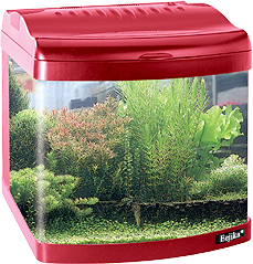 Mini Aquarium (Covered)